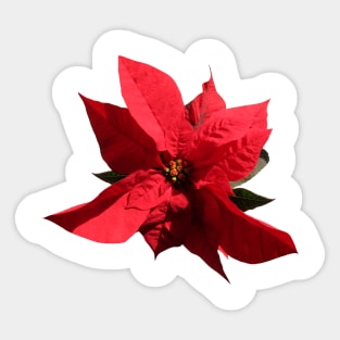 Poinsettia Sticker